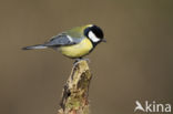 Great Tit (Parus major)