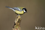 Great Tit (Parus major)