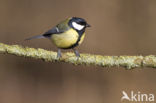 Great Tit (Parus major)