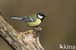Great Tit (Parus major)