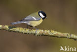 Great Tit (Parus major)
