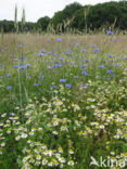 Korenbloem (Centaurea cyanus) 