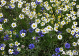 Korenbloem (Centaurea cyanus) 