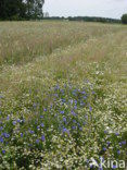 Korenbloem (Centaurea cyanus) 