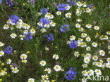 Korenbloem (Centaurea cyanus) 