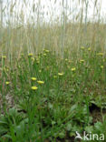 Swine s Succory / Lamb s Succory (Arnoseris minima)