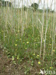 Swine s Succory / Lamb s Succory (Arnoseris minima)