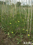Swine s Succory / Lamb s Succory (Arnoseris minima)
