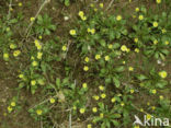 Swine s Succory / Lamb s Succory (Arnoseris minima)