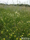Swine s Succory / Lamb s Succory (Arnoseris minima)