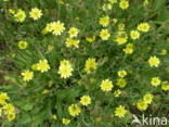 Swine s Succory / Lamb s Succory (Arnoseris minima)