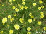Swine s Succory / Lamb s Succory (Arnoseris minima)