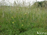 Swine s Succory / Lamb s Succory (Arnoseris minima)