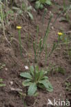 Swine s Succory / Lamb s Succory (Arnoseris minima)