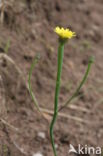 Swine s Succory / Lamb s Succory (Arnoseris minima)