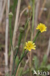 Korensla (Arnoseris minima) 