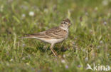 Short-toed Lark (Calandrella brachydactyla)