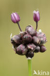 Kraailook (Allium vineale)