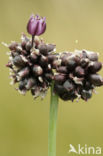 Wild Onion (Allium vineale)