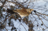 Fieldfare (Turdus pilaris)