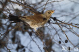 Fieldfare (Turdus pilaris)