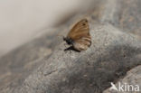 Kretahooibeestje (Coenonympha thyrsis)