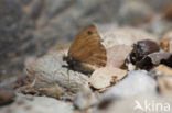 Kretahooibeestje (Coenonympha thyrsis)