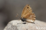 Kretahooibeestje (Coenonympha thyrsis)