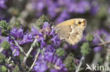 Kretahooibeestje (Coenonympha thyrsis)