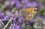 Kretahooibeestje (Coenonympha thyrsis)