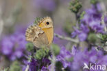 Kretahooibeestje (Coenonympha thyrsis)