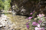 Cretan Bluet (Coenagrion intermedium)