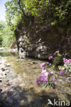 Cretan Bluet (Coenagrion intermedium)