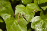 Cretan Bluet (Coenagrion intermedium)