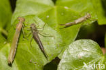 Cretan Bluet (Coenagrion intermedium)