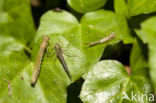 Cretan Bluet (Coenagrion intermedium)