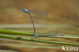 Kretawaterjuffer (Coenagrion intermedium)