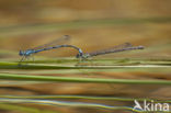 Cretan Bluet (Coenagrion intermedium)