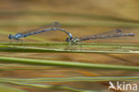 Cretan Bluet (Coenagrion intermedium)