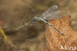 Cretan Bluet (Coenagrion intermedium)