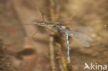 Cretan Bluet (Coenagrion intermedium)