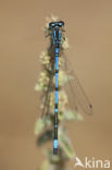 Cretan Bluet (Coenagrion intermedium)