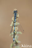 Cretan Bluet (Coenagrion intermedium)