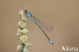 Cretan Bluet (Coenagrion intermedium)