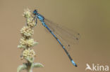 Cretan Bluet (Coenagrion intermedium)