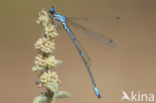 Cretan Bluet (Coenagrion intermedium)