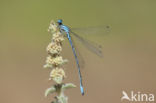 Cretan Bluet (Coenagrion intermedium)