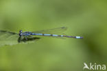 Cretan Bluet (Coenagrion intermedium)