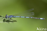 Cretan Bluet (Coenagrion intermedium)