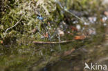 Cretan Bluet (Coenagrion intermedium)